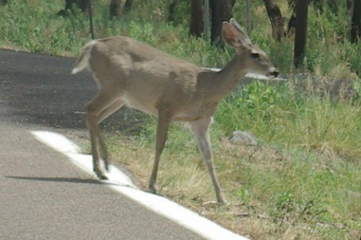 Mule Deer. Seen frequently in the mountains, and in my yard.