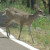 Mule Deer. Seen frequently in the mountains, and in my yard.