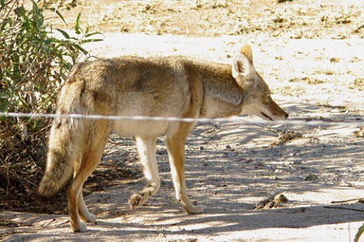 Coyote at Arthur Pack Golf Course. He wanted duck for dinner, but didn't get any.