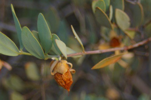 Jojoba seed pod. "ho-ho-ba". Source of the famous cosmetic oil. We have lots of these plants.