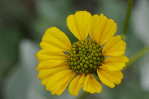 Bruttlebush, a young flower. These can turn the hillside yellow in season. Called brittlebush because the stems break off easily and cleanly.