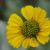 Bruttlebush, a young flower. These can turn the hillside yellow in season. Called brittlebush because the stems break off easily and cleanly. Bruttlebush, a young flower. These can turn the hillside yellow in season. Called brittlebush because the stems break off easily and cleanly.