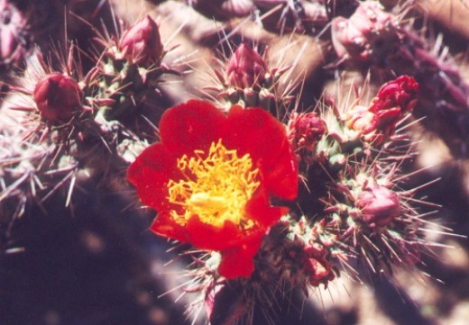 Cholla. Look, but don't touch!