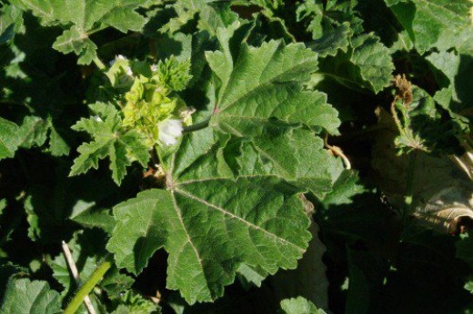Roundleaf Mallow. A nice salad plant. Very soothing. Notice the tiny white flower.