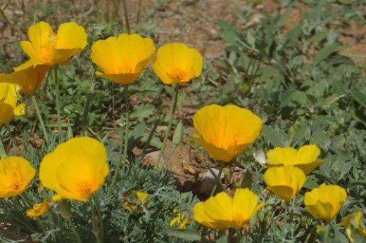 California Poppies. Showy on hillsides in spring after good winter rains.