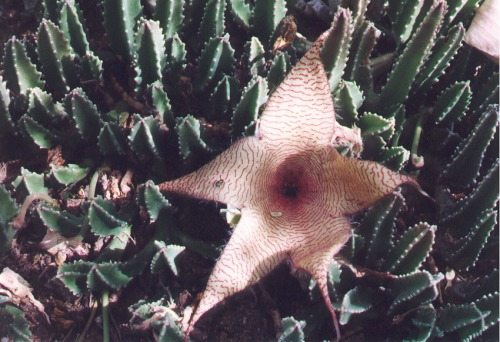 Stapelia, or Carrion Flower. I planted this one. It was a gift from Harrison Yocum (see article about him in my collection).