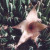 Stapelia, or Carrion Flower. I planted this one. It was a gift from Harrison Yocum (see article about him in my collection).