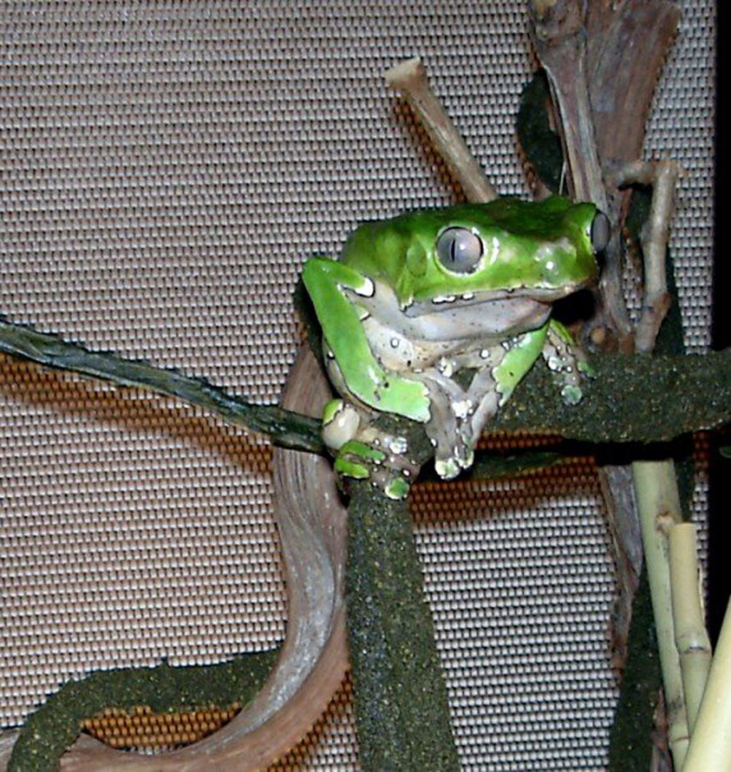 Tree Frog Facts and Pictures | HubPages