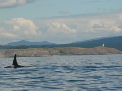 A Closer Look at an Orca