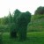 This picture gives a closer view.... Richard had hoped also to make a topiary rabbit, but somebody keeps removing the structure he uses to encourage growth in an appropriate shape. We think this is down to pure envy and look forward to the day when t