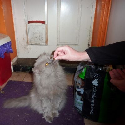 Playing Baby Cat