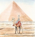 Have You Seen A Camel Dance?