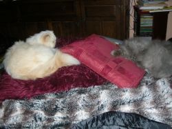 Mew and Woolly