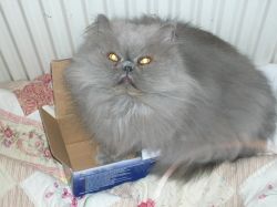 Mew in a Box