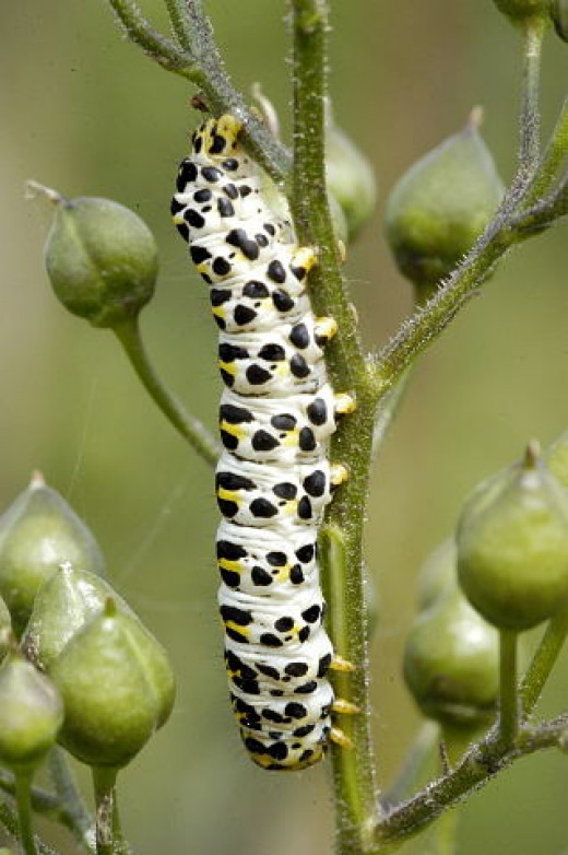 How to Raise a Caterpillar Into a Butterfly or Moth hubpages