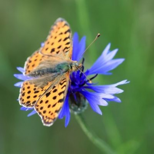 Butterfly Identification And Guide  hubpages