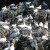 Seabirds Seabirds