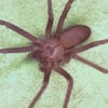 How to Identify Brown Recluse Spiders