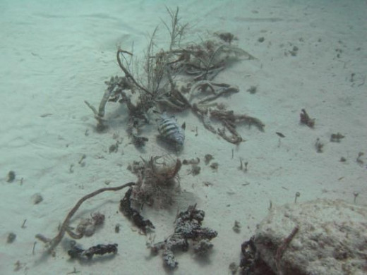 Dead Sergeant Major amongst dead hard coral and other organic debris