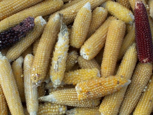 Popcorn cobs of several colors