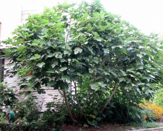 Edible fig (Ficus sp.) in Roanoke, VA; Approximately 30-feet-high.