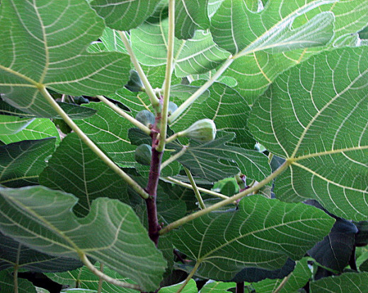 Slightly mature fig fruit; Roanoke, VA