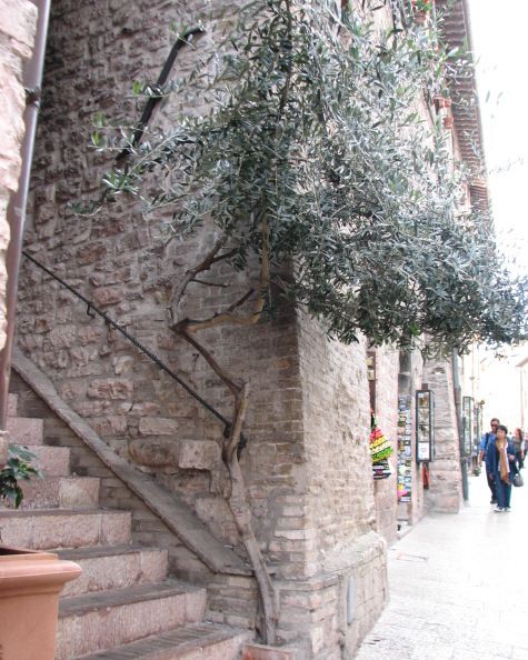 Olive tree, natural bonzai, growing from crack in pavement; Assisi, Italy