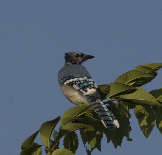 Immature Blue Jay