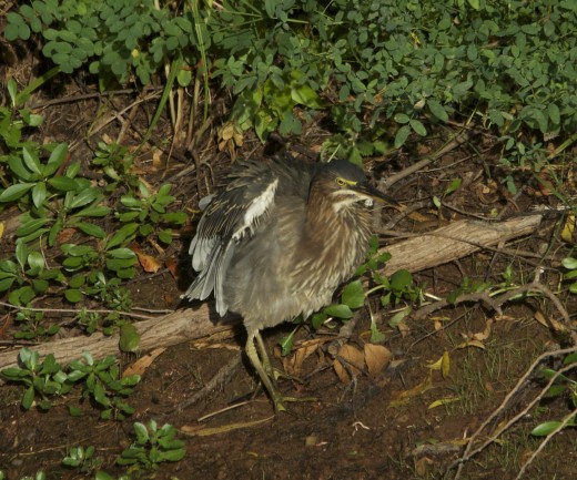 Green Heron
