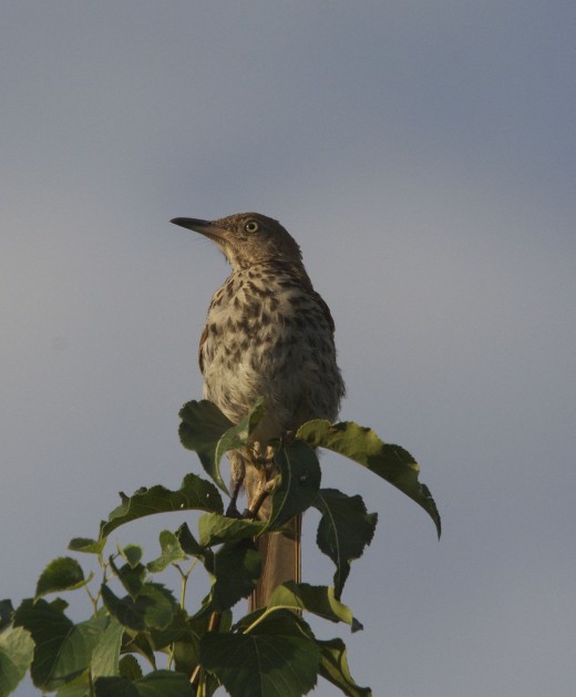 Immature Brown Thrasher
