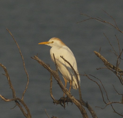 Cattle Egret