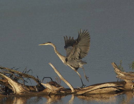 Great Blue Heron
