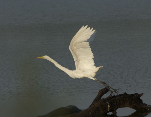 Great Egret