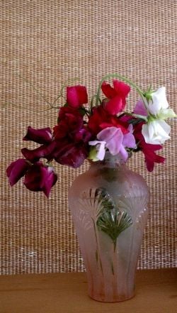 A vintage Art Deco glass vase holds a posy of multi-colored sweet pea flowers.