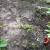 The carrots are just starting. The carrots are just starting.