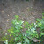 More pea blossoms. More pea blossoms.