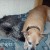 Soprano sleeping with my old Pit Bull Dixie. Dixie left us last summer. Soprano sleeping with my old Pit Bull Dixie. Dixie left us last summer.