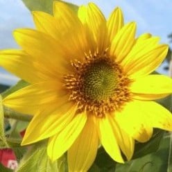 My Sunflower Deck