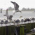 Seagull Photo Seagull Photo