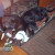 Starrchyld and Halford napping. Starrchyld and Halford napping.