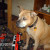 Dixie with one of my son's toys. She went over the Rainbow Bridge in July of 2011. Dixie with one of my son's toys. She went over the Rainbow Bridge in July of 2011.