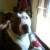 A close up of Carmen. Our other Pit Bull. She went over the Rainbow Bridge in March of 2011. A close up of Carmen. Our other Pit Bull. She went over the Rainbow Bridge in March of 2011.