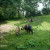 These are some Musk Oxen. These are some Musk Oxen.