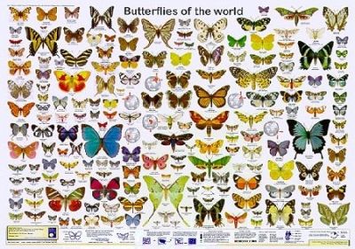 Butterflies of the World