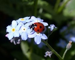 Lady Bug