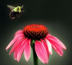 Bee Flower