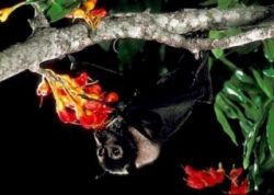 Bat