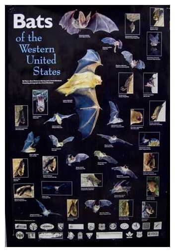 Bats of the Western United States