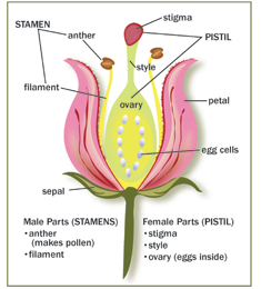 How Pollination Works