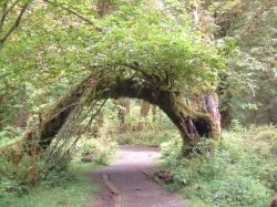 tree arch photo by euryale sinclair